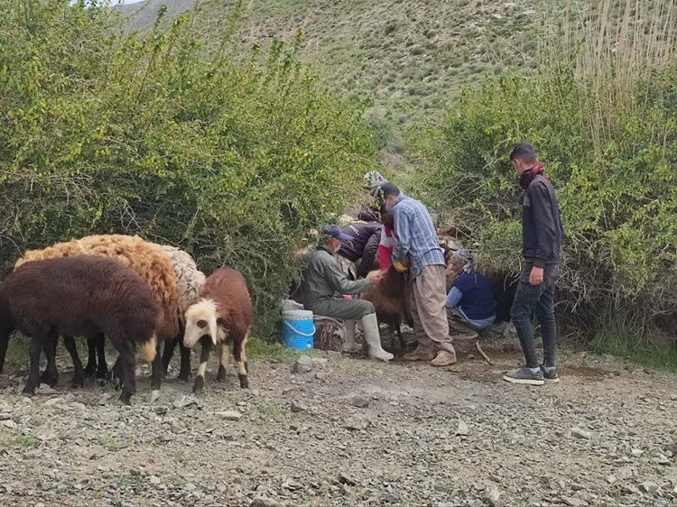 پوشش حداکثری واکسیناسیون دام سبک شهرستان فریمان علیه بیماری تب برفکی در فاز دوم طرح ملی ایمن سازی جمعیت دامی 